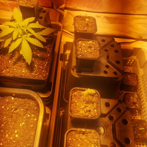 Gruut growlog timeline photo