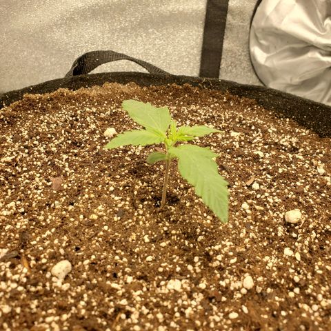 Northern Lights Autoflower growlog timeline photo