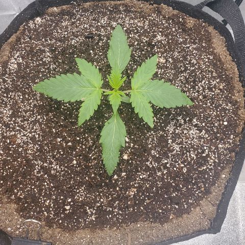 Northern Lights Autoflower growlog timeline photo