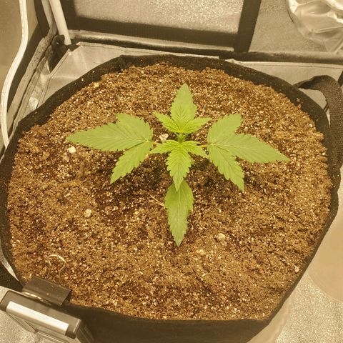 Northern Lights Autoflower growlog timeline photo