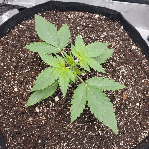 Northern Lights Autoflower growlog timeline photo