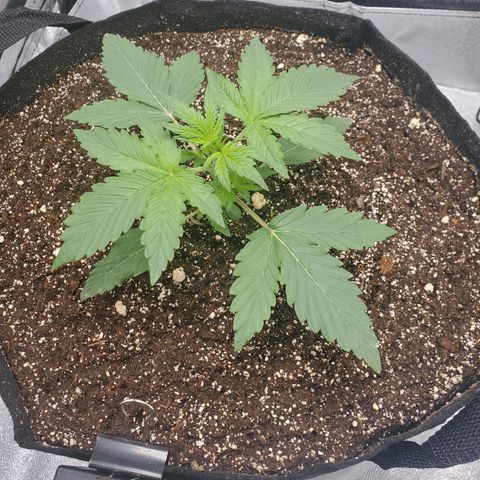 Northern Lights Autoflower growlog timeline photo