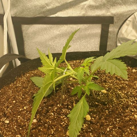 Northern Lights Autoflower growlog photo: Light stress training