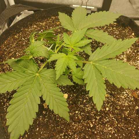 Northern Lights Autoflower growlog timeline photo