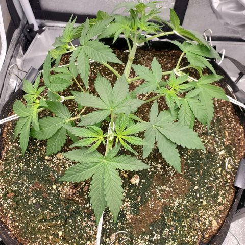 Northern Lights Autoflower growlog photo: LST