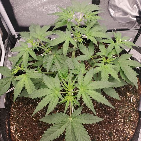 Northern Lights Autoflower growlog timeline photo