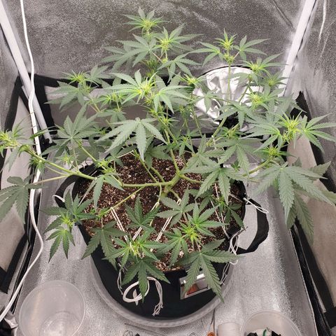 Northern Lights Autoflower growlog timeline photo