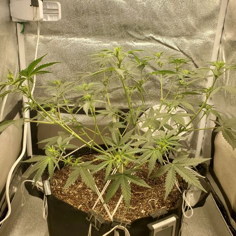 Northern Lights Autoflower growlog timeline photo