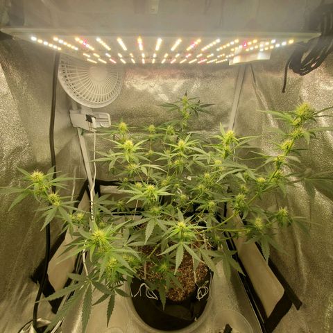 Northern Lights Autoflower growlog timeline photo