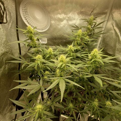 Northern Lights Autoflower growlog timeline photo
