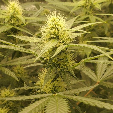 Northern Lights Autoflower growlog timeline photo