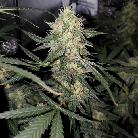 Northern Lights Autoflower growlog timeline photo