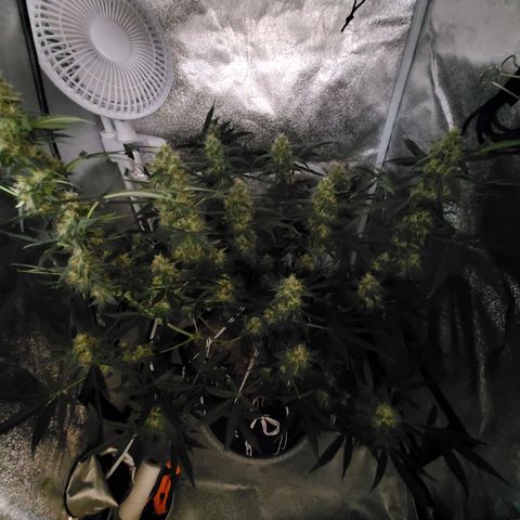 Northern Lights Autoflower growlog timeline photo