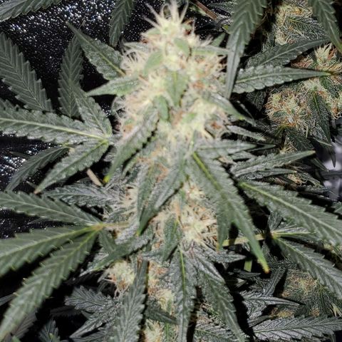 Northern Lights Autoflower growlog timeline photo
