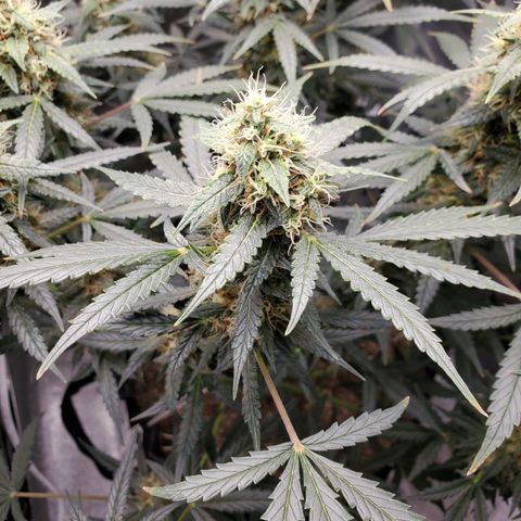 Northern Lights Autoflower growlog timeline photo