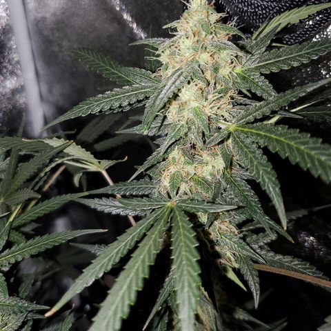 Northern Lights Autoflower growlog timeline photo