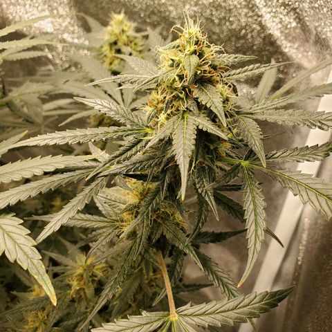 Northern Lights Autoflower growlog timeline photo