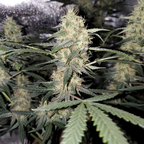 Northern Lights Autoflower growlog timeline photo