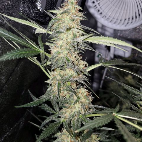 Northern Lights Autoflower growlog timeline photo