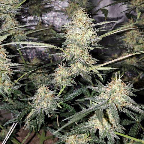Northern Lights Autoflower growlog timeline photo