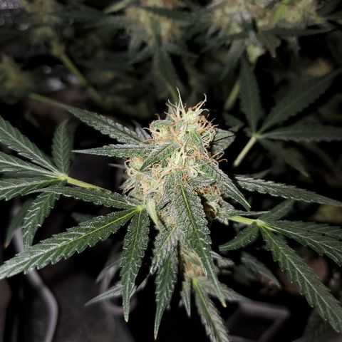 Northern Lights Autoflower growlog timeline photo