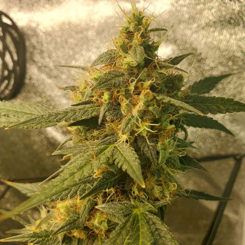 Northern Lights Autoflower growlog timeline photo