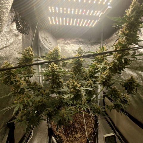 Northern Lights Autoflower growlog timeline photo