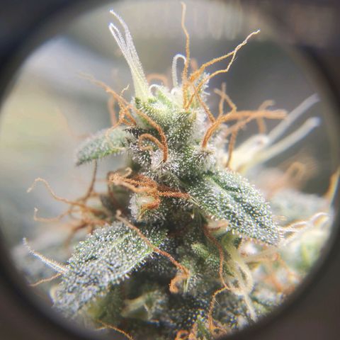 Northern Lights Autoflower growlog timeline photo
