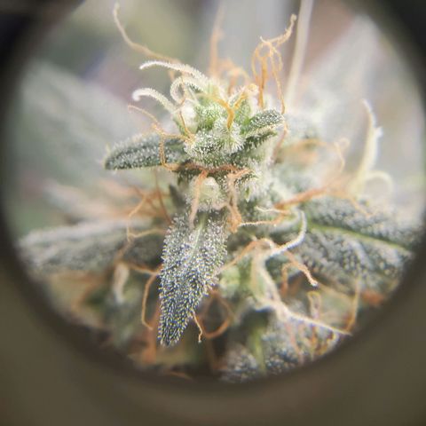 Northern Lights Autoflower growlog timeline photo