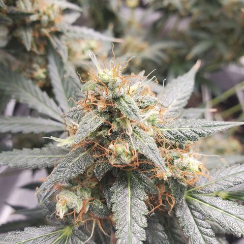 Northern Lights Autoflower growlog timeline photo