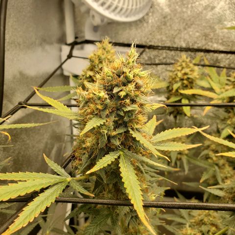 Northern Lights Autoflower growlog timeline photo