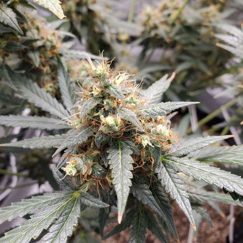 Northern Lights Autoflower growlog timeline photo