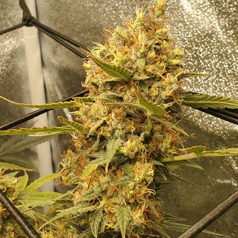Northern Lights Autoflower growlog timeline photo
