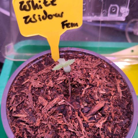 White Widow Fem growlog timeline photo