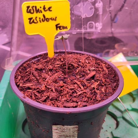 White Widow Fem growlog timeline photo