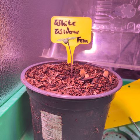 White Widow Fem growlog timeline photo