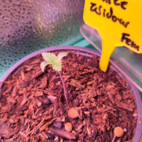 White Widow Fem growlog timeline photo