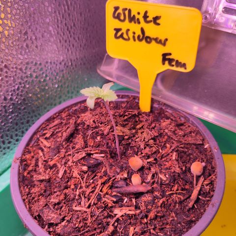 White Widow Fem growlog timeline photo