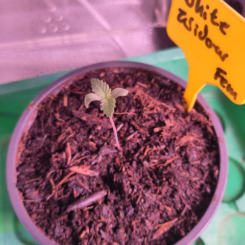 White Widow Fem growlog timeline photo