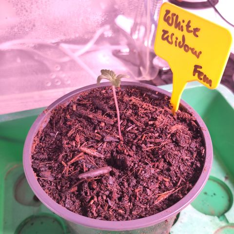 White Widow Fem growlog timeline photo