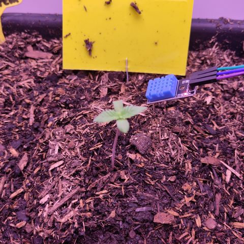 White Widow Fem growlog timeline photo