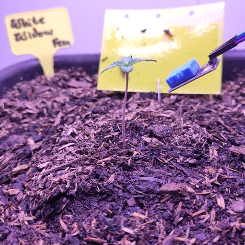 White Widow Fem growlog timeline photo