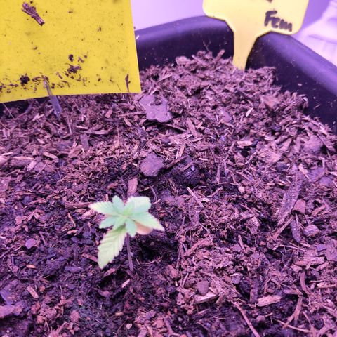 White Widow Fem growlog timeline photo