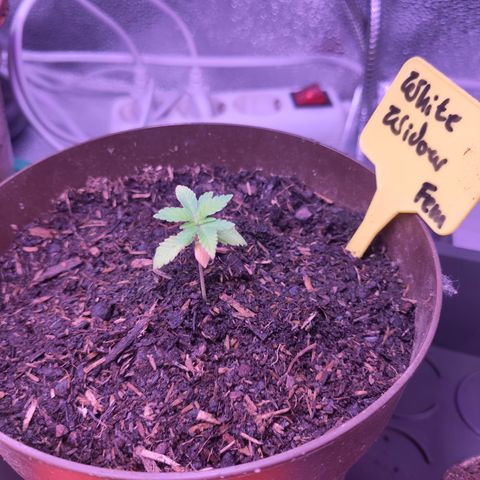 White Widow Fem growlog timeline photo