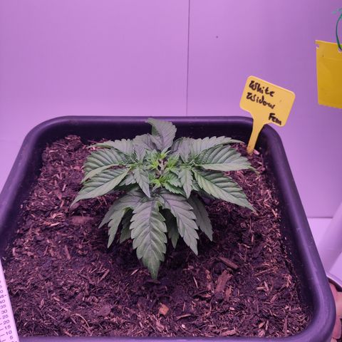 White Widow Fem growlog timeline photo