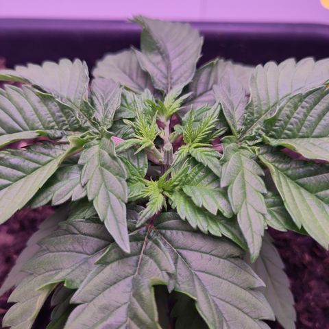White Widow Fem growlog timeline photo