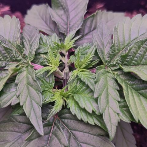 White Widow Fem growlog timeline photo
