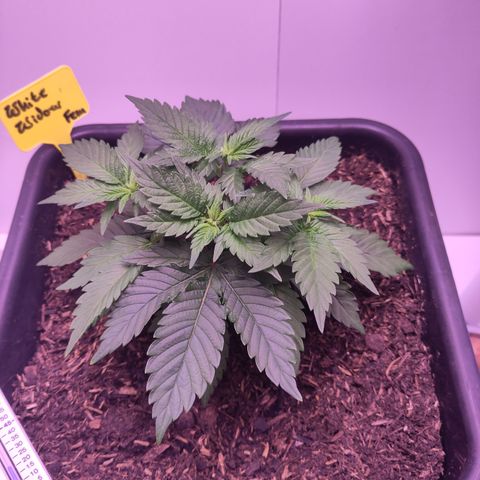 White Widow Fem growlog photo: - Topping funktioniert überraschend gut
- Draht zu spreizen des oberen Paares eingebaut