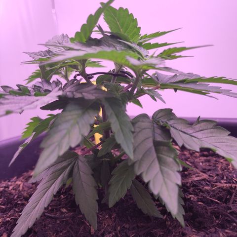 White Widow Fem growlog photo: - Topping funktioniert überraschend gut
- Draht zu spreizen des oberen Paares eingebaut
