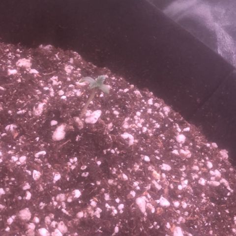 Gorilla Ghost growlog photo: 100 ml a cada una con rootz